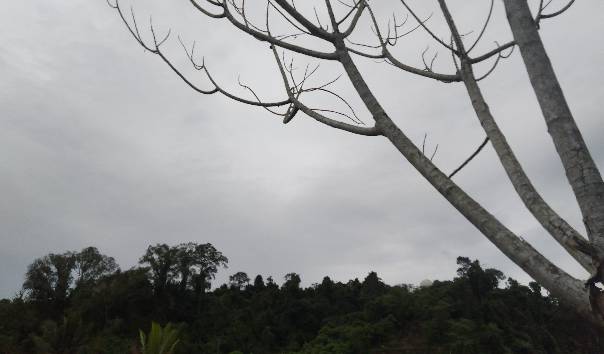 Daur Ulang Politik Kolonial dalam Perampasan Ruang Hidup Orang Banemo